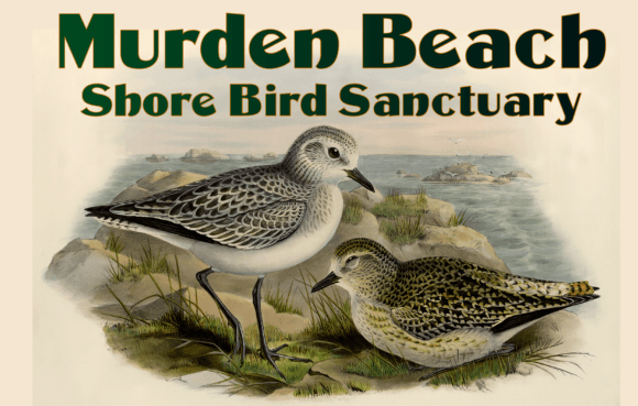 Murden Typeface for Bold Web Design